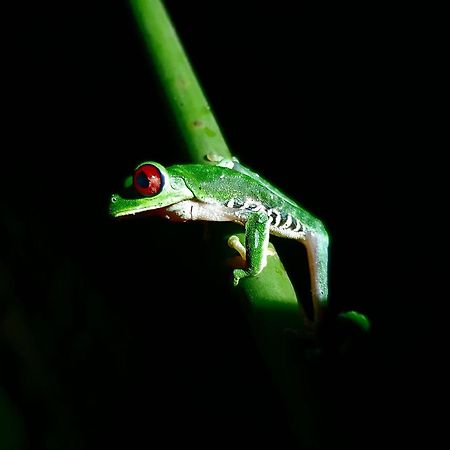 Playa Cativo Lodge Esquinas ภายนอก รูปภาพ