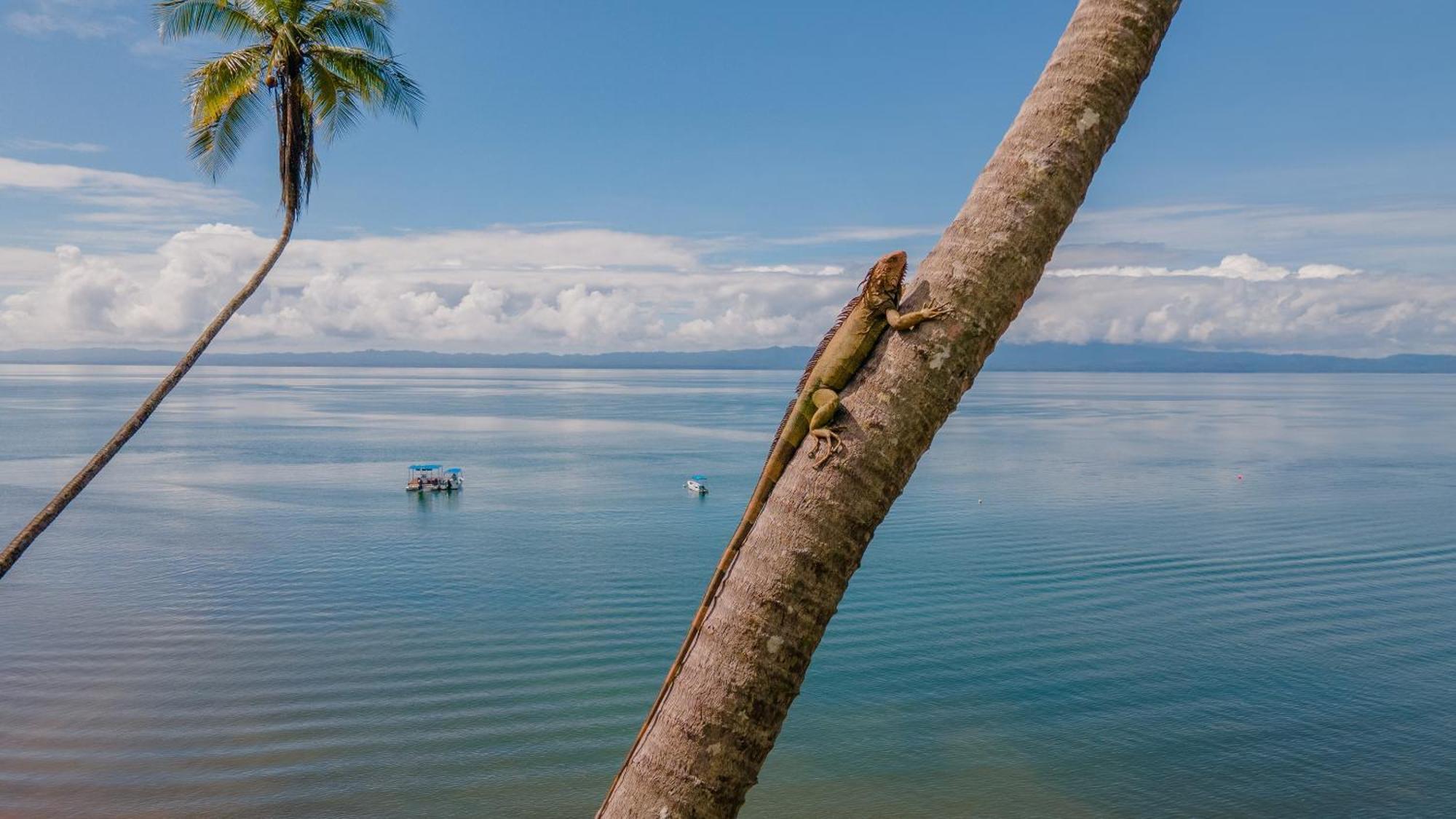 Playa Cativo Lodge Esquinas ภายนอก รูปภาพ